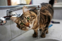 «Непьющие» кошки