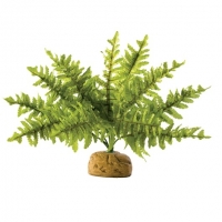 Hagen Exo Terra Rainforest Plant Boston Fern Small    